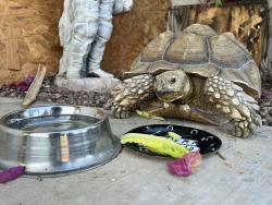 Found/Stray Unknown Reptile last seen Firefighters Memorial Park , Las Vegas, NV 89146