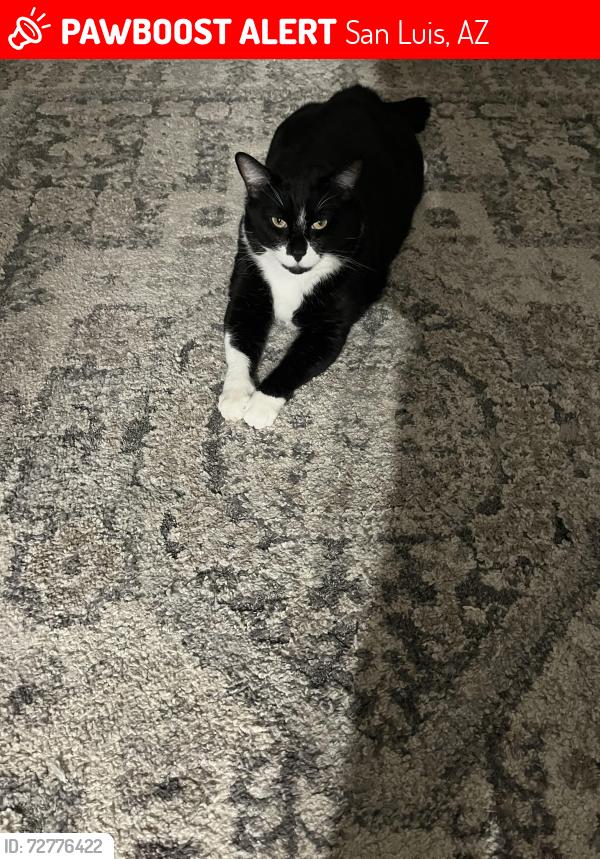 Lost Male Cat last seen San Luis , San Luis, AZ 85349