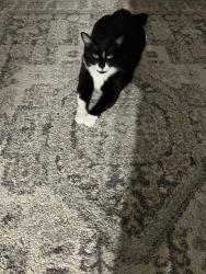 Lost Male Cat last seen San Luis , San Luis, AZ 85349