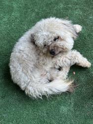 Found/Stray Female Dog last seen Shannon ranch area, Visalia, CA 93291
