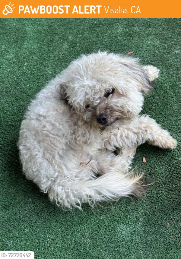 Found/Stray Female Dog last seen Shannon ranch area, Visalia, CA 93291