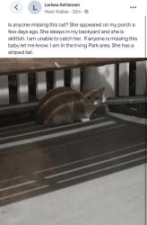 Found/Stray Unknown Cat last seen Irving Park, Chicago, IL 60618