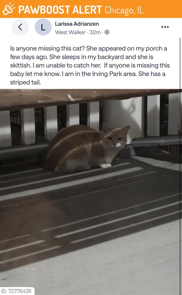 Found/Stray Unknown Cat last seen Irving Park, Chicago, IL 60618