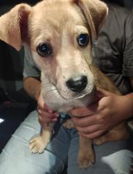 Found/Stray Female Dog last seen Found at PLS , San Antonio, TX 78221