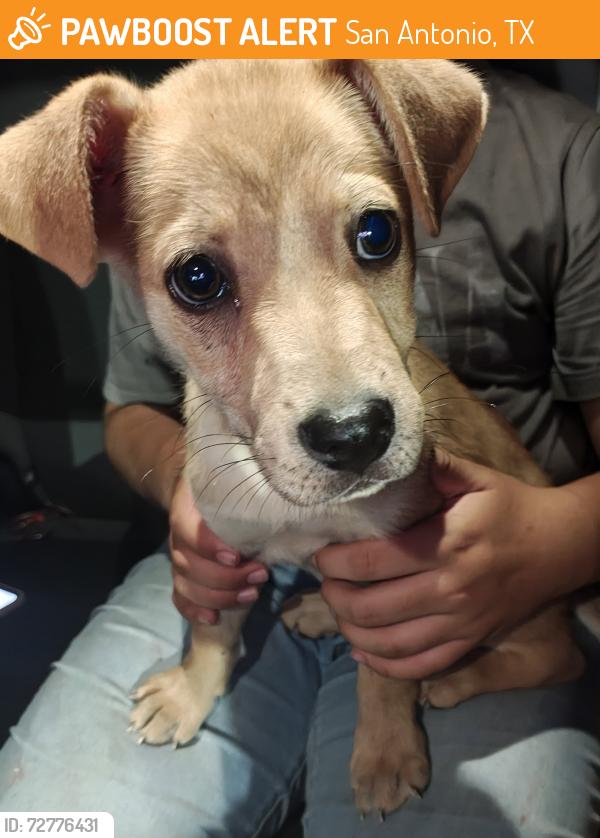 Found/Stray Female Dog last seen Found at PLS , San Antonio, TX 78221