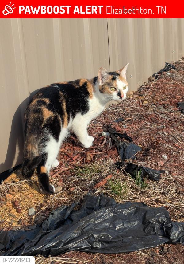 Lost Female Cat last seen Milligan Highway, Elizabethton, TN, Elizabethton, TN 37601