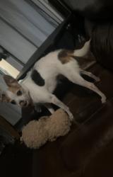 Lost Female Dog last seen Westray Dr, Missouri City, TX 77459
