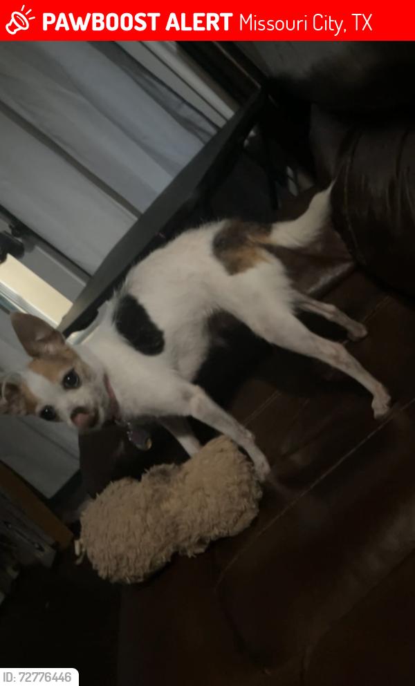 Lost Female Dog last seen Westray Dr, Missouri City, TX 77459