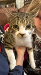 Lost Male Cat last seen Mistletoe st, New Orleans, LA 70118