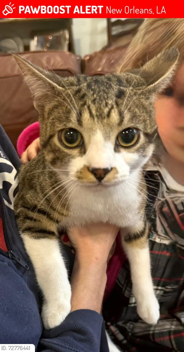 Lost Male Cat last seen Mistletoe st, New Orleans, LA 70118