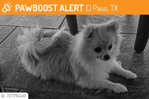 Found/Stray Female Dog last seen Eastside, El Paso, TX 79936