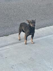 Found/Stray Unknown Dog last seen Warner and Halladay, Santa Ana, CA 92707