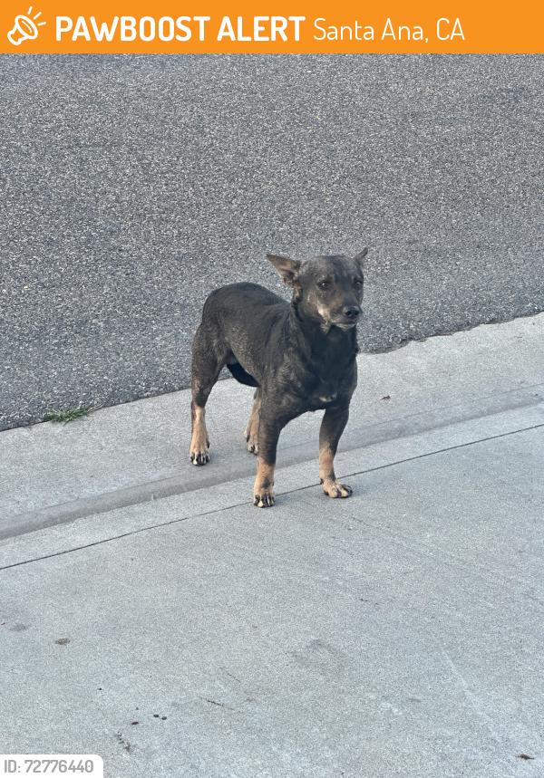 Found/Stray Unknown Dog last seen Warner and Halladay, Santa Ana, CA 92707