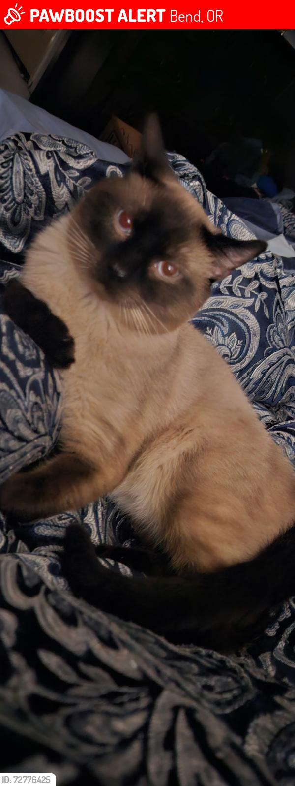 Lost Male Cat last seen Near Butterfield Trail and Dakota st., Bend, OR 97702