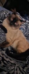 Lost Male Cat last seen Near Butterfield Trail and Dakota st., Bend, OR 97702