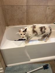 Found/Stray Unknown Cat last seen Franklin and Clinton, Minneapolis, MN 55404