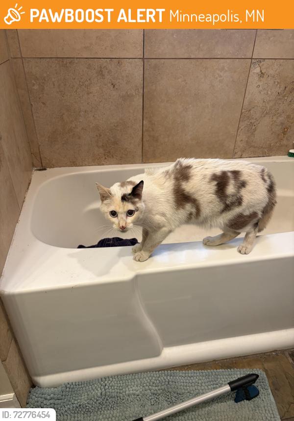 Found/Stray Unknown Cat last seen Franklin and Clinton, Minneapolis, MN 55404