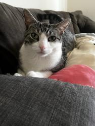Lost Male Cat last seen Pulaski st, seven eleven and speedway , Alsip, IL 60803