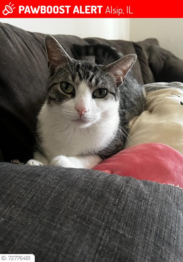 Lost Male Cat last seen Pulaski st, seven eleven and speedway , Alsip, IL 60803
