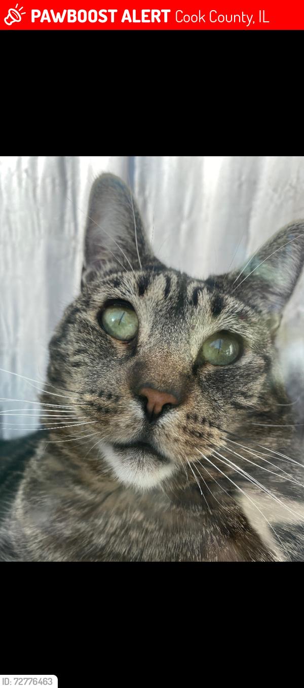 Lost Female Cat last seen ARMITAGE/MANNHEIM RD, Cook County, IL 60131