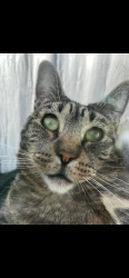 Lost Female Cat last seen ARMITAGE/MANNHEIM RD, Cook County, IL 60131