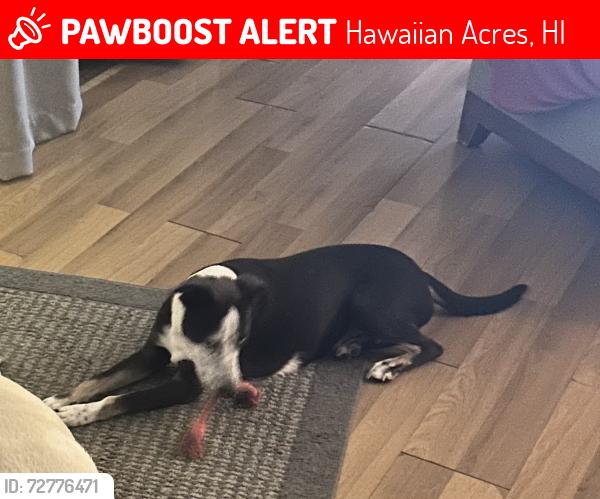 Lost Female Dog last seen Hwy 11, Hawaiian Acres, HI 96760