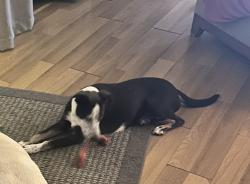 Lost Female Dog last seen Hwy 11, Hawaiian Acres, HI 96760