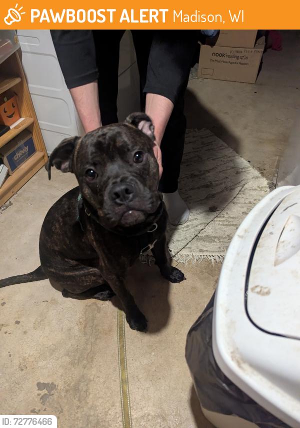 Found/Stray Male Dog last seen Maywood St. And Sprecher Rd Madison wi, Madison, WI 53704