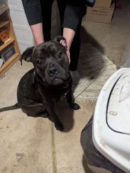 Found/Stray Male Dog last seen Maywood St. And Sprecher Rd Madison wi, Madison, WI 53704