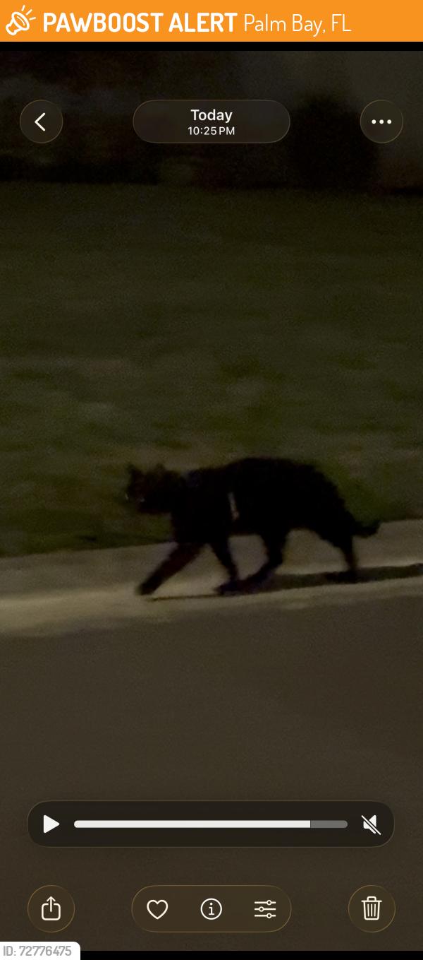 Found/Stray Unknown Cat last seen Oakwood Villas near Main Office Building, Palm Bay, FL 32905