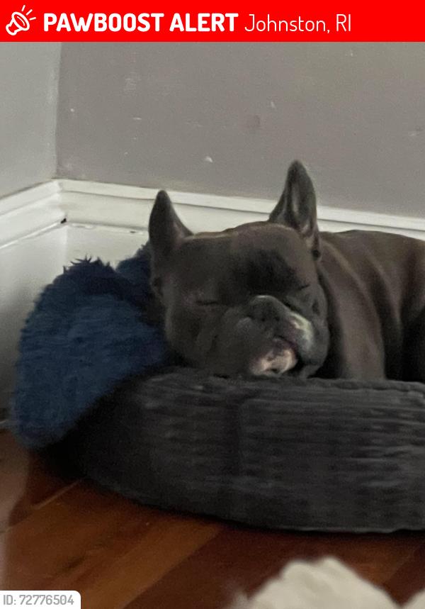 Lost Male Dog last seen Burlington , Johnston, RI 02919