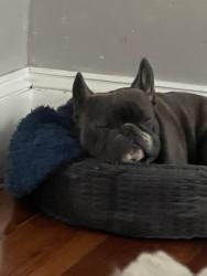 Lost Male Dog last seen Burlington , Johnston, RI 02919
