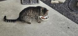 Found/Stray Unknown Cat last seen Sharonwoods subdivision , Columbus, OH 43229