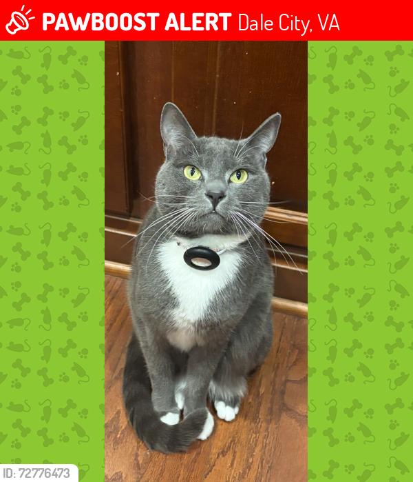 Lost Male Cat last seen Dane Ridge/Savannah & Dale Blvd., Dale City, VA 22193
