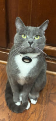 Lost Male Cat last seen Dane Ridge/Savannah & Dale Blvd., Dale City, VA 22193