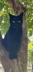 Lost Female Cat last seen 51st Ave and the 101 loop, Glendale, AZ 85308