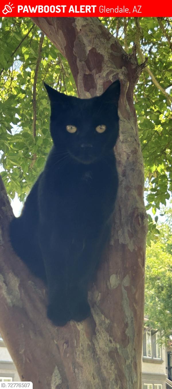 Lost Female Cat last seen 51st Ave and the 101 loop, Glendale, AZ 85308