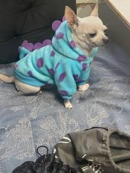Lost Male Dog last seen Near towline abbofsford , Abbotsford, BC 