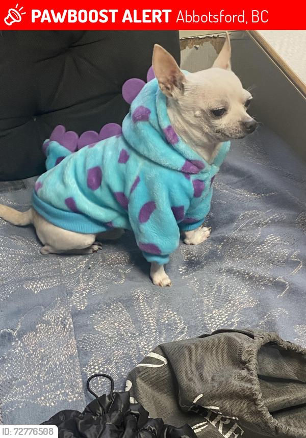 Lost Male Dog last seen Near towline abbofsford , Abbotsford, BC 