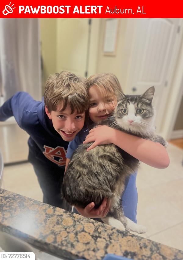 Lost Male Cat last seen Camden Ridge, 1827 Parsons Cir, Auburn, AL , Auburn, AL 36830