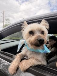 Lost Male Dog last seen Near nw 184st th, Miami Gardens, FL 33056