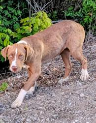 Found/Stray Unknown Dog last seen Near Kubota Dealer on Hwy 70 son Tennessee , Dickson, TN 37055