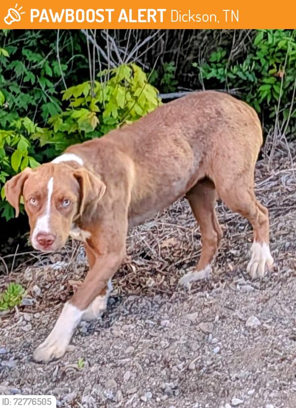 Found/Stray Unknown Dog last seen Near Kubota Dealer on Hwy 70 son Tennessee , Dickson, TN 37055