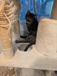 Lost Male Cat last seen Pond St and Hastings Pl, Cary, NC 27511