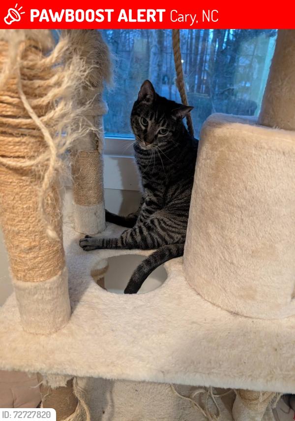 Lost Male Cat last seen Pond St and Hastings Pl, Cary, NC 27511
