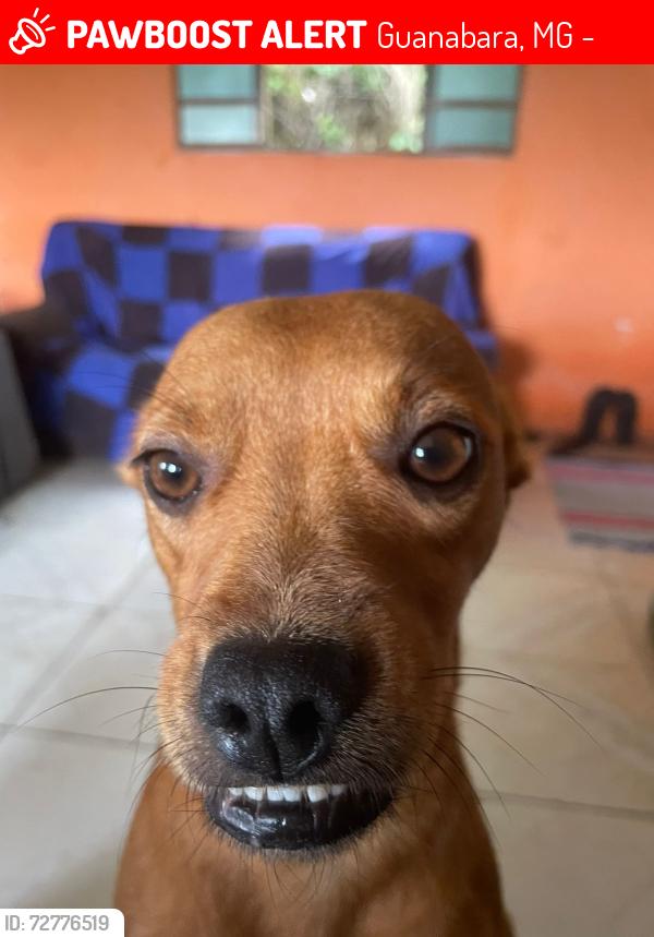 Lost Female Dog last seen Rua Alfredo Benedito Acácio , Guanabara, MG 32667-180