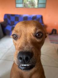 Lost Female Dog last seen Rua Alfredo Benedito Acácio , Guanabara, MG 32667-180