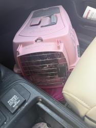 Found/Stray Unknown Cat last seen Cedar park Dr and High Cedar Court, Cincinnati, OH 45233