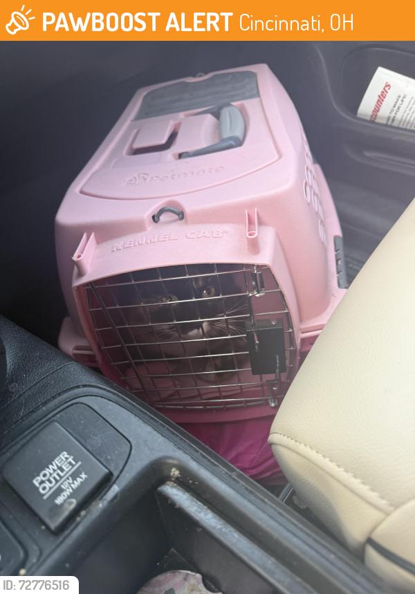 Found/Stray Unknown Cat last seen Cedar park Dr and High Cedar Court, Cincinnati, OH 45233