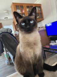 Lost Male Cat last seen Campbell road and Krafft Road, Fort Gratiot Township, MI 48059